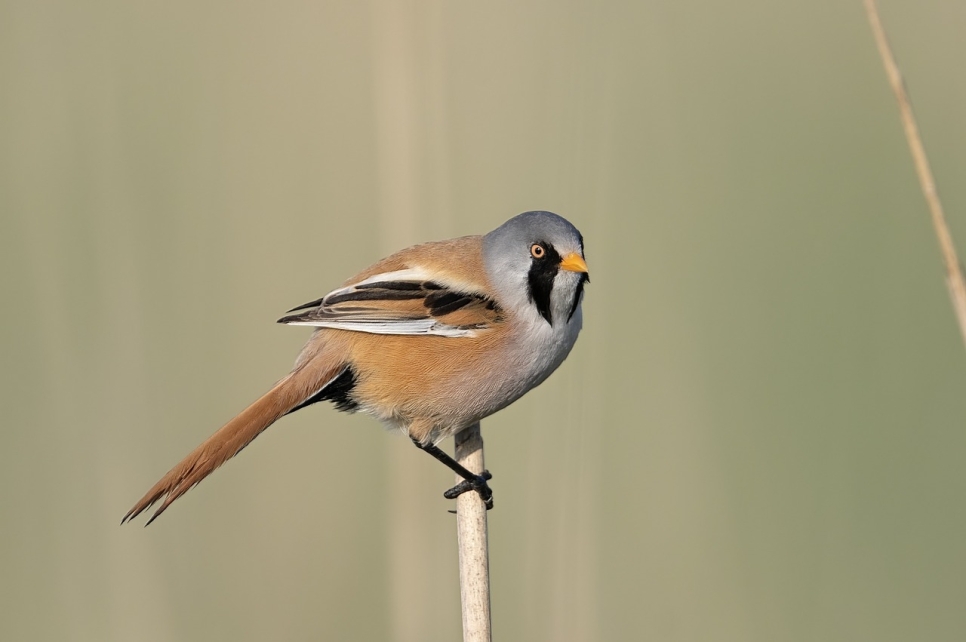 'Fan-tache-tic' bearded reedling hatches